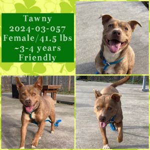 2024-03-057 *Tawny*