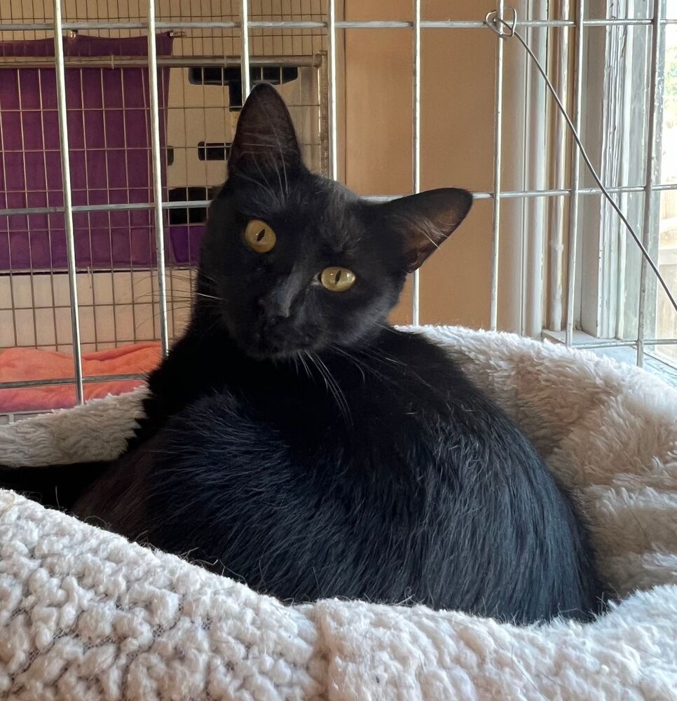 Mae, an adoptable Domestic Short Hair in McPherson, KS, 67460 | Photo Image 1