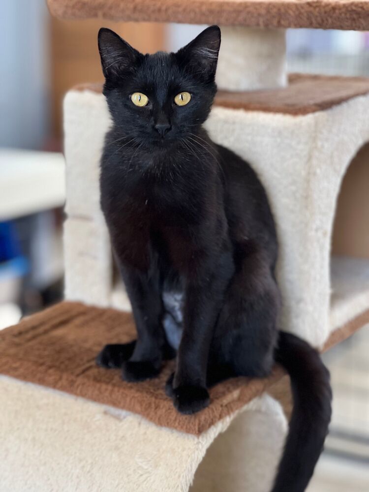 Mae, an adoptable Domestic Short Hair in McPherson, KS, 67460 | Photo Image 2