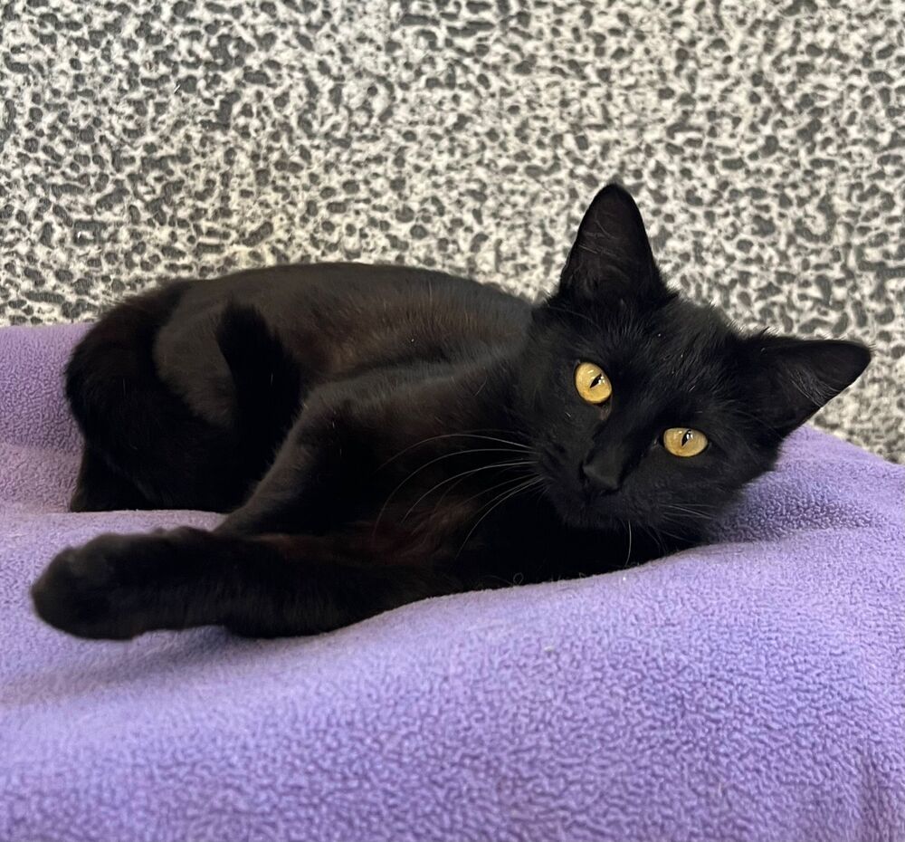 Mae, an adoptable Domestic Short Hair in McPherson, KS, 67460 | Photo Image 4