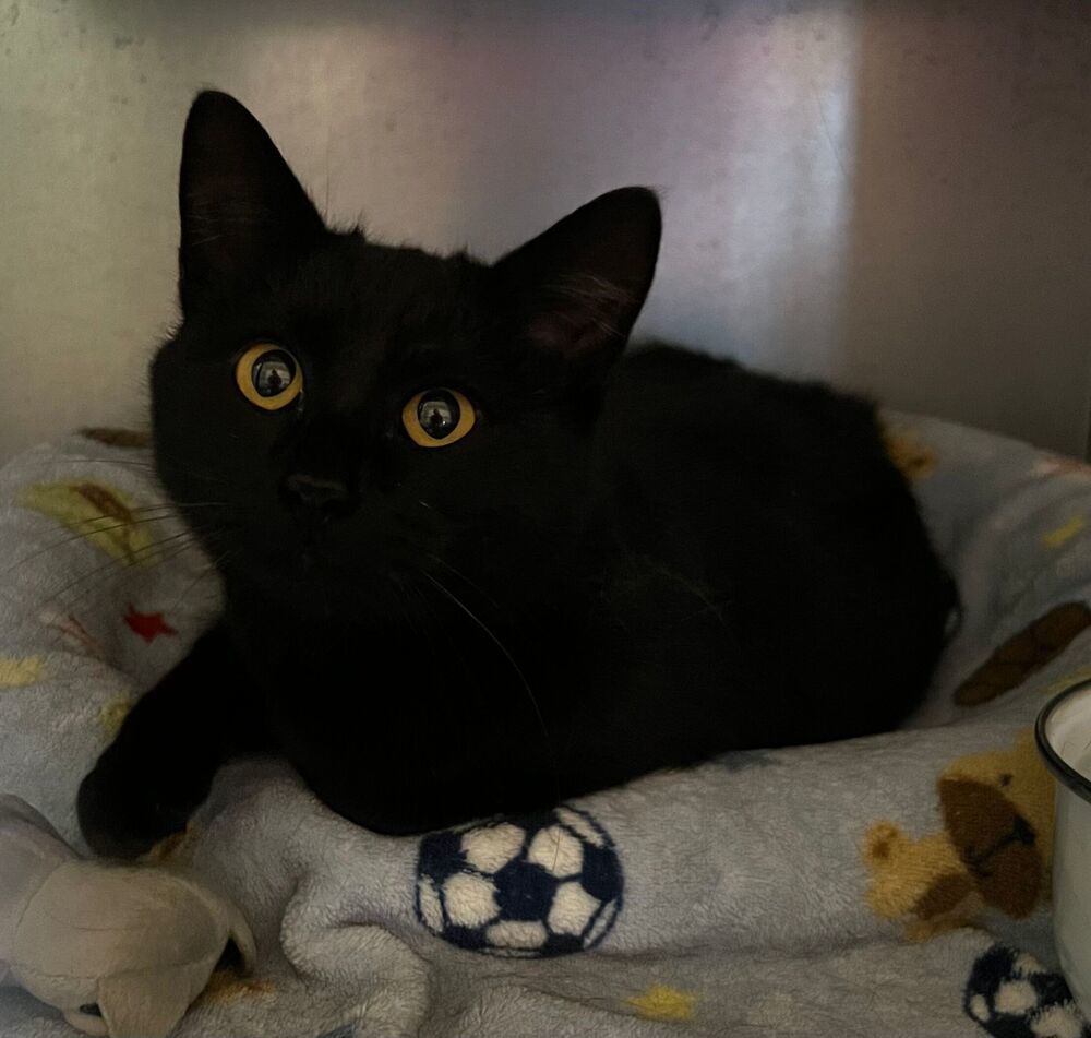 Mae, an adoptable Domestic Short Hair in McPherson, KS, 67460 | Photo Image 5