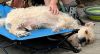 Falcor photo 2