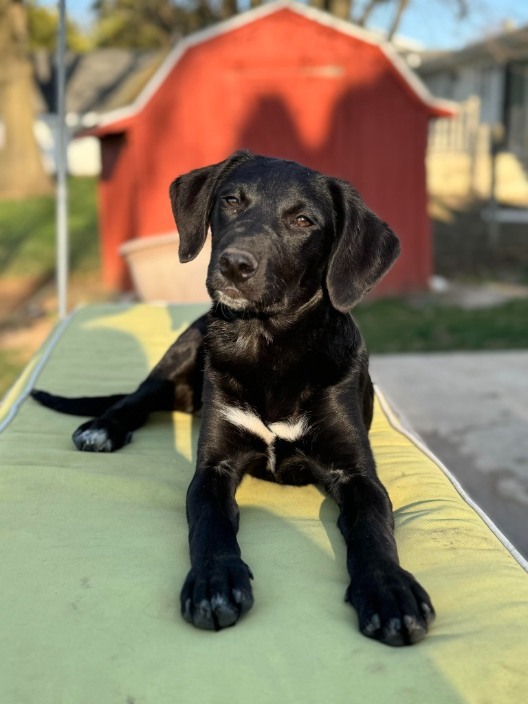 Kelly, an adoptable Labrador Retriever in sun prairie, WI, 53590 | Photo Image 1