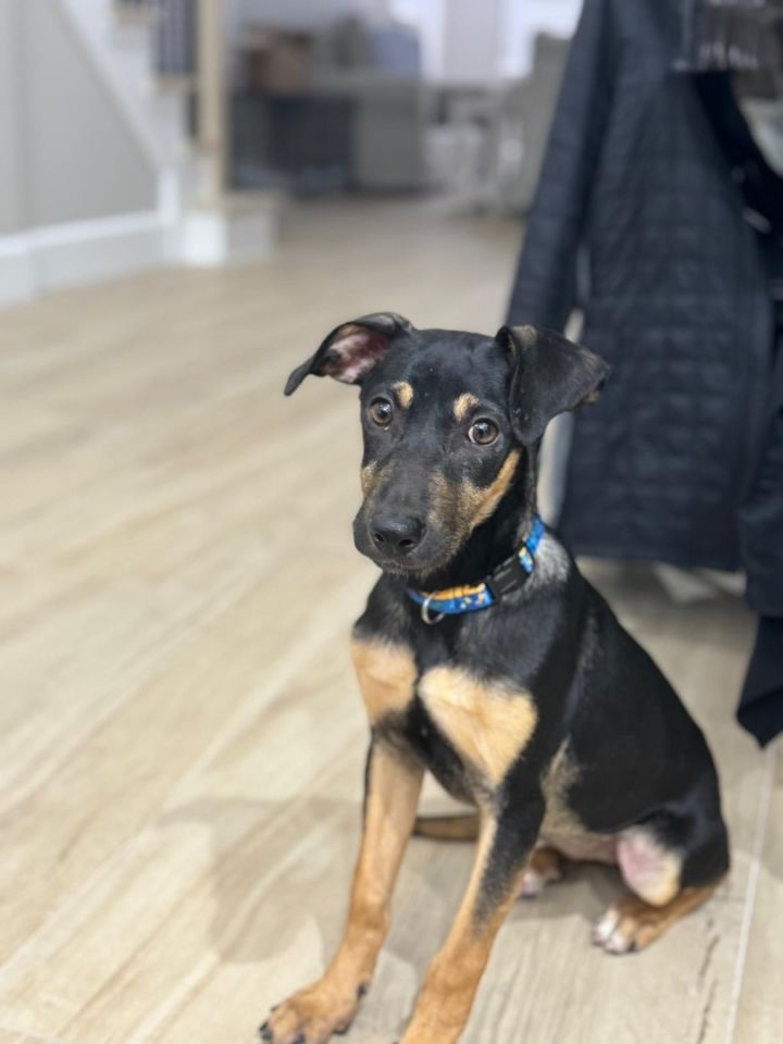 Manchester terrier discount shepherd mix