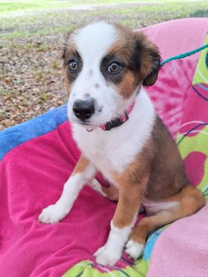 Dogs for Adoption Near 98233, WA