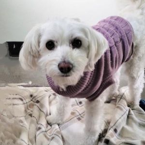 Hi my name is Snow I am an 18 month old Maltipoo I am a very busy active girl I