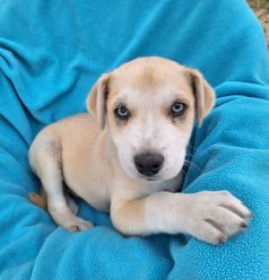 Petfinder puppies best sale near me