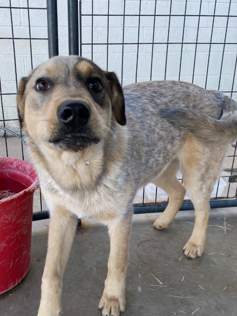 Sampson, an adoptable Australian Cattle Dog / Blue Heeler in Big Spring, TX, 79720 | Photo Image 1