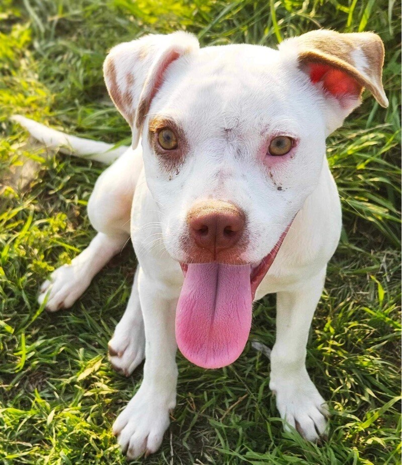 Dog for adoption - Janet Waller, a Pit Bull Terrier & American Bulldog ...