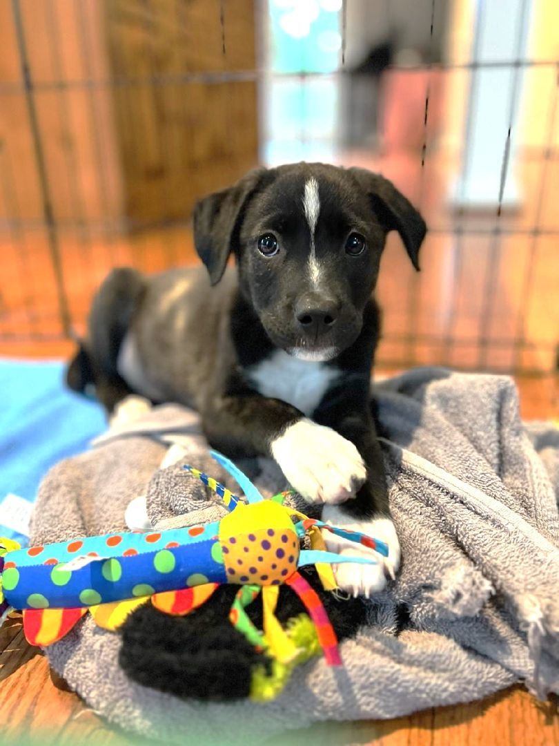 Dog for adoption Adorable Loki a Shepherd Terrier Mix in