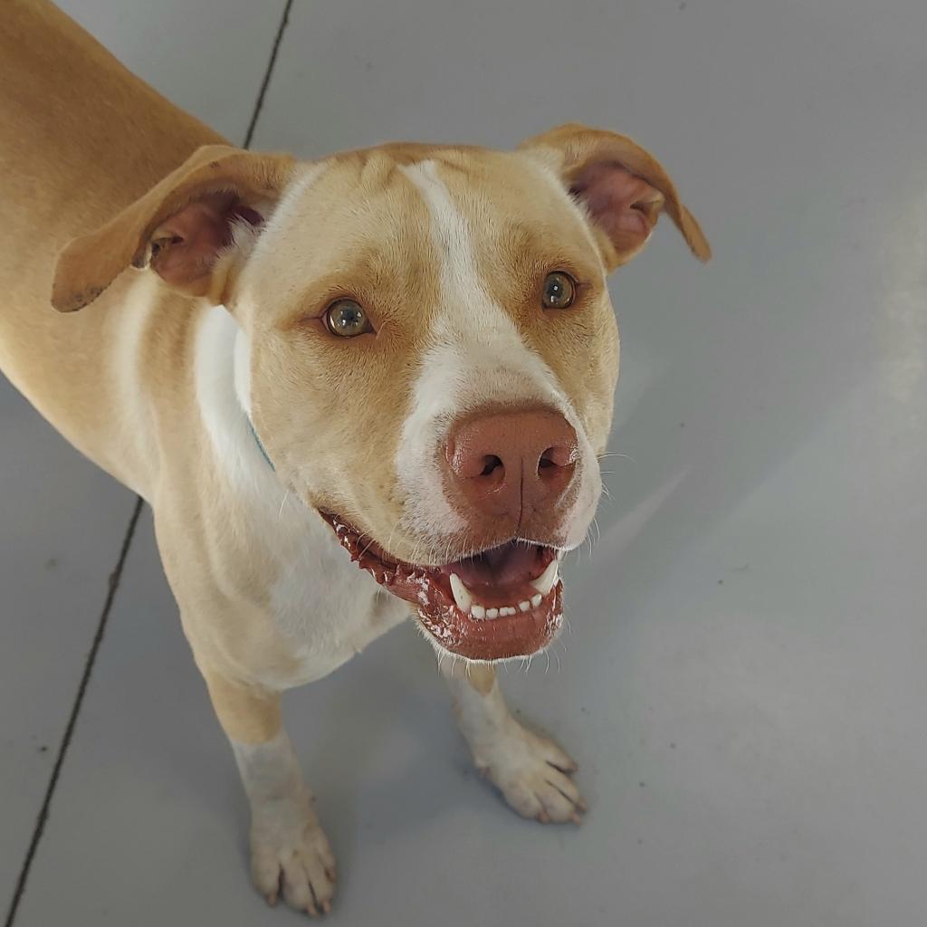 Ody, an adoptable Mixed Breed in Ponca City, OK, 74604 | Photo Image 1