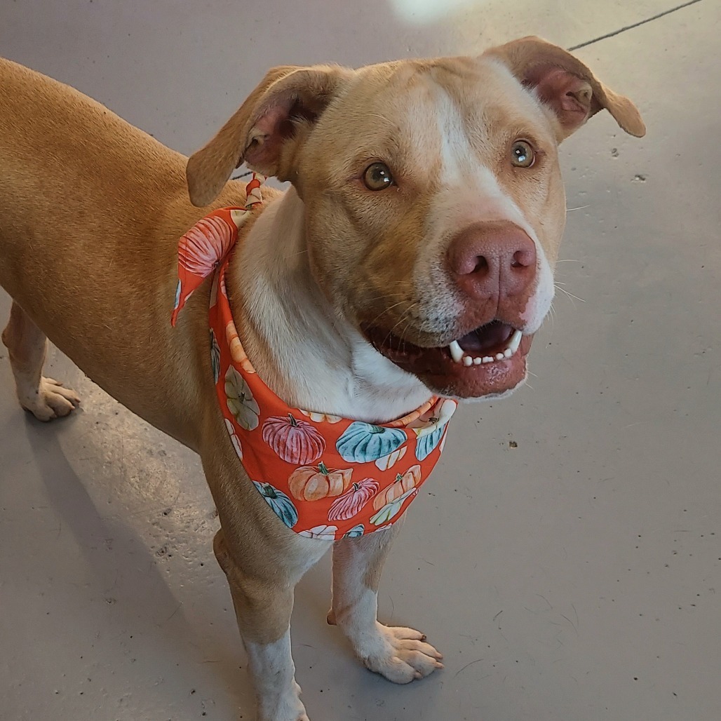 Ody, an adoptable Mixed Breed in Ponca City, OK, 74604 | Photo Image 1