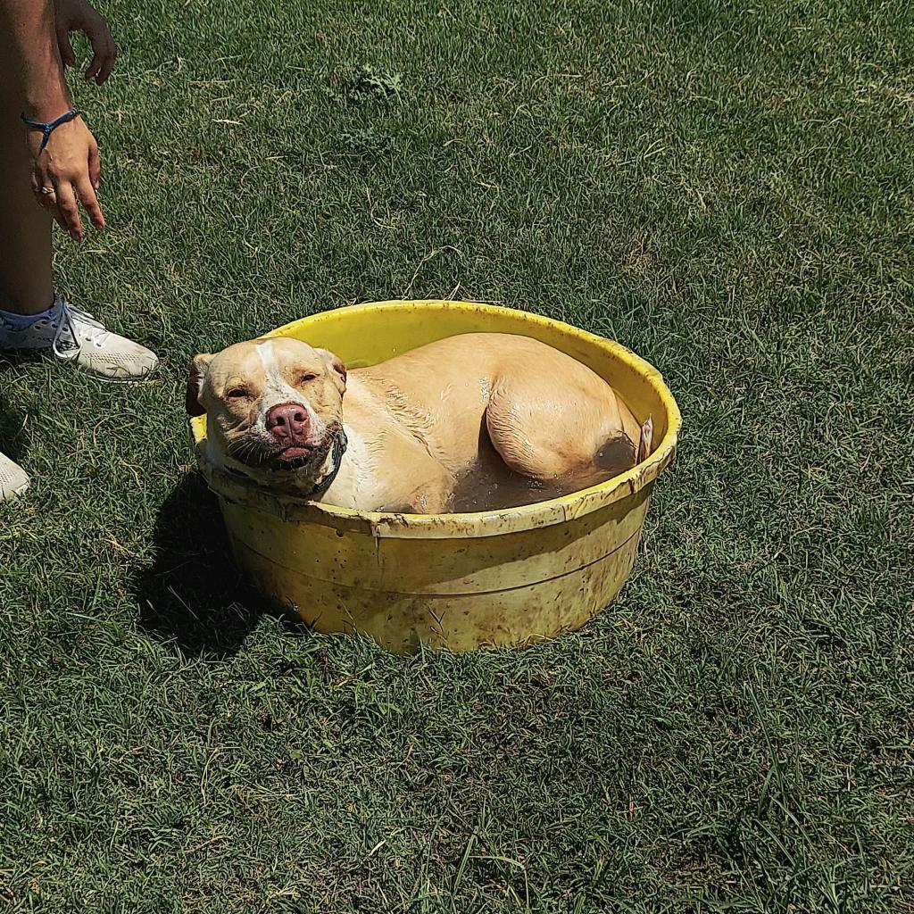 Ody, an adoptable Mixed Breed in Ponca City, OK, 74604 | Photo Image 3