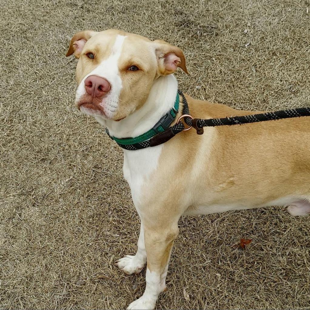 Ody, an adoptable Mixed Breed in Ponca City, OK, 74604 | Photo Image 4