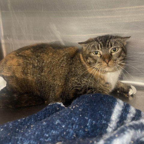 Mama, an adoptable Domestic Short Hair in Spokane, WA, 99202 | Photo Image 1