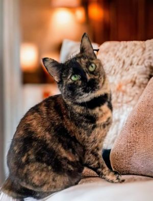 This sweet stump tail tortie is Cinnamon She is very playful Loves all her cat toys and will play 