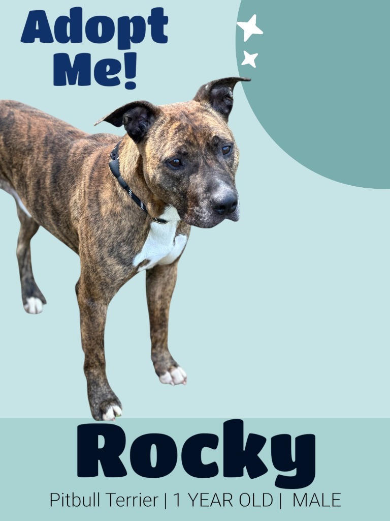 Rocky, an adoptable Pit Bull Terrier in Russellville, KY, 42276 | Photo Image 3