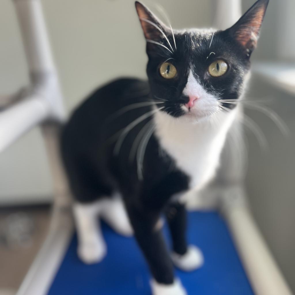 Storm, an adoptable Domestic Short Hair in Harrisville, WV, 26362 | Photo Image 1