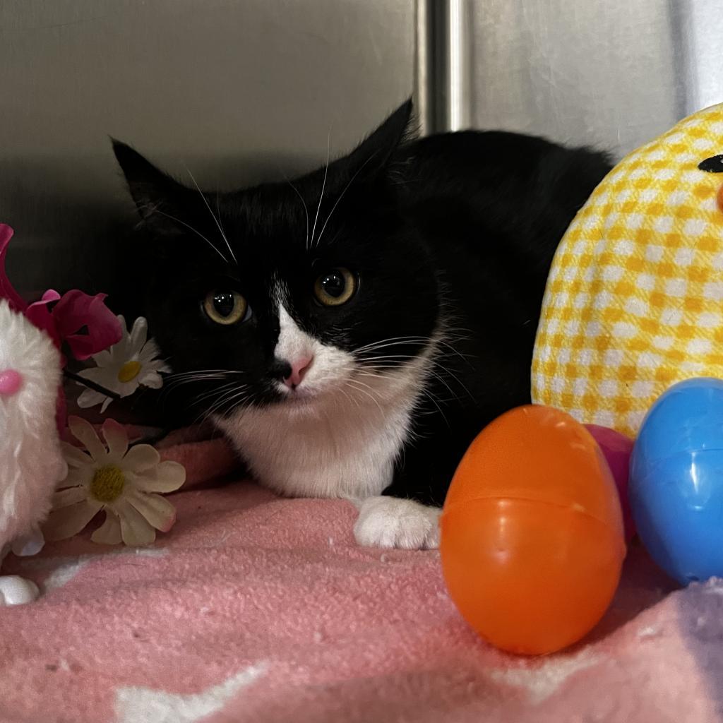 Storm, an adoptable Domestic Short Hair in Harrisville, WV, 26362 | Photo Image 2