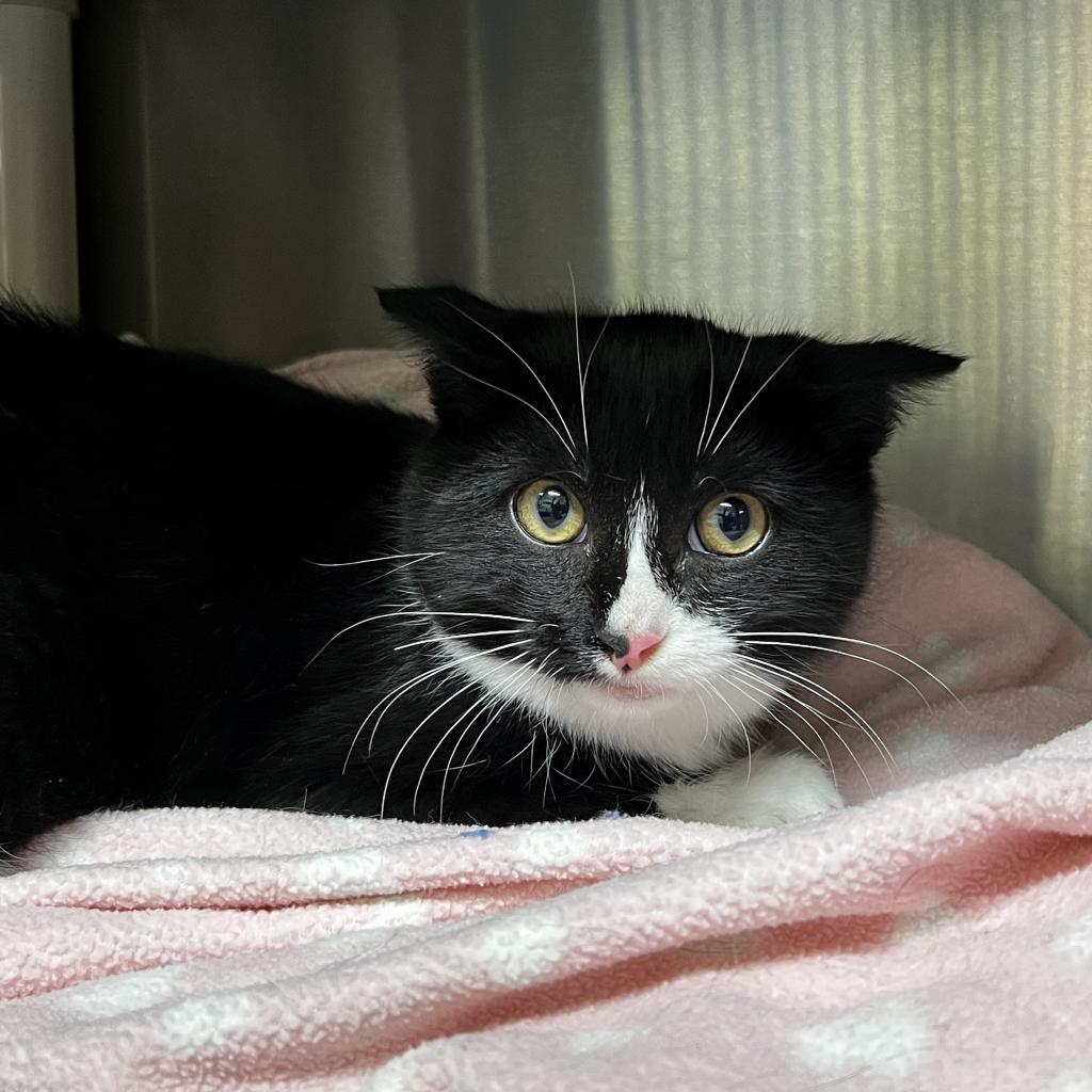 Storm, an adoptable Domestic Short Hair in Harrisville, WV, 26362 | Photo Image 3