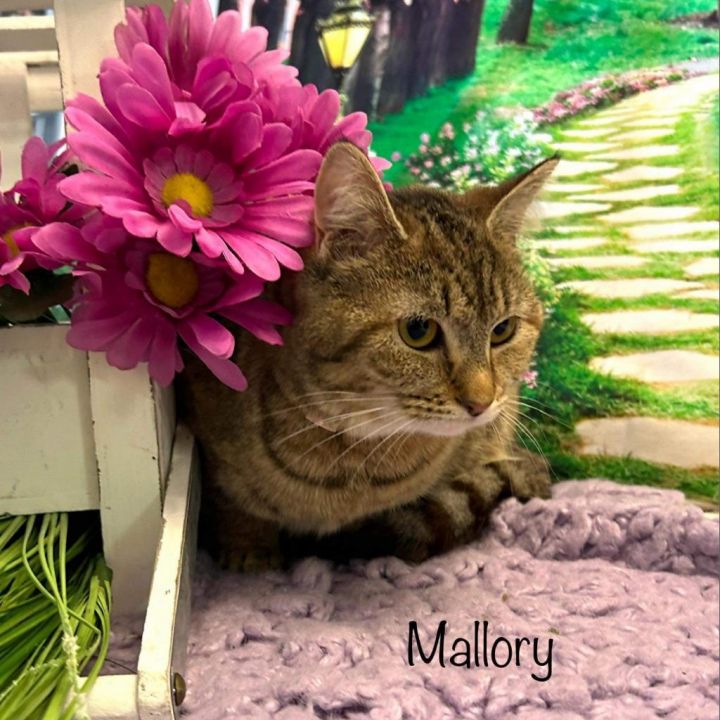 Mallory 2