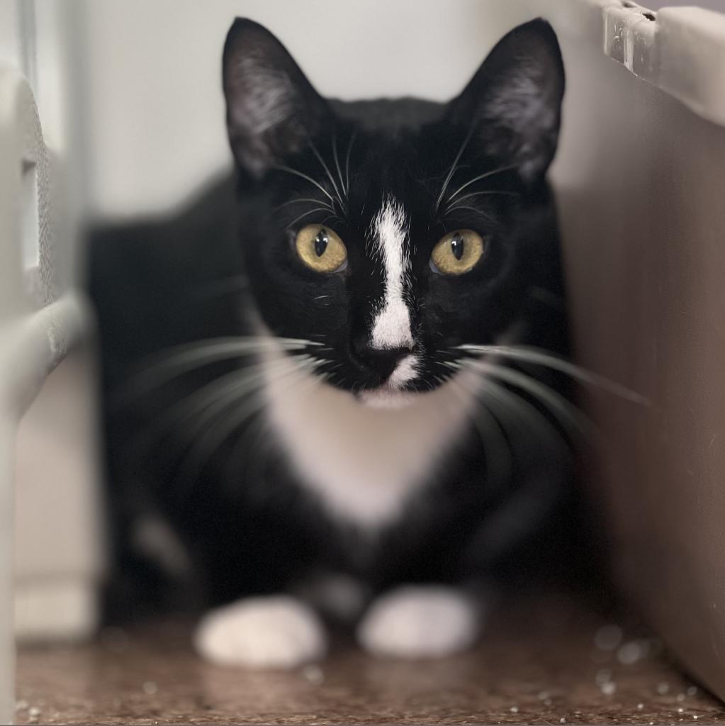 Ally, an adoptable American Bobtail in Harrisville, WV, 26362 | Photo Image 1