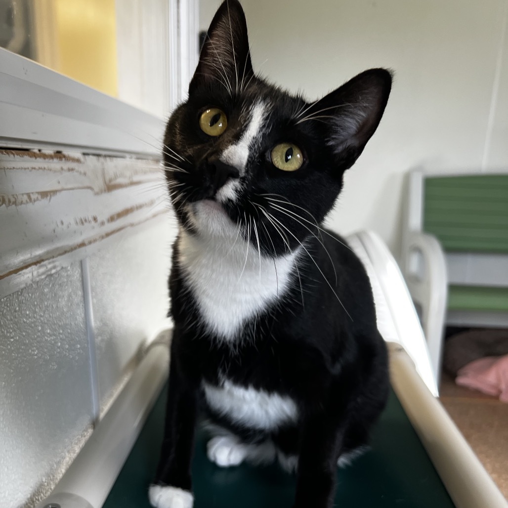 Ally, an adoptable American Bobtail in Harrisville, WV, 26362 | Photo Image 1