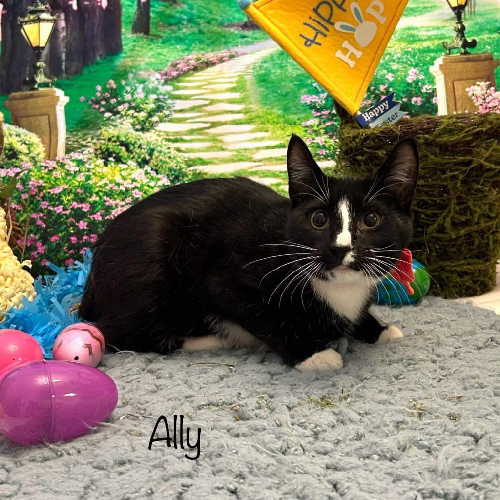 Ally, an adoptable American Bobtail in Harrisville, WV, 26362 | Photo Image 3