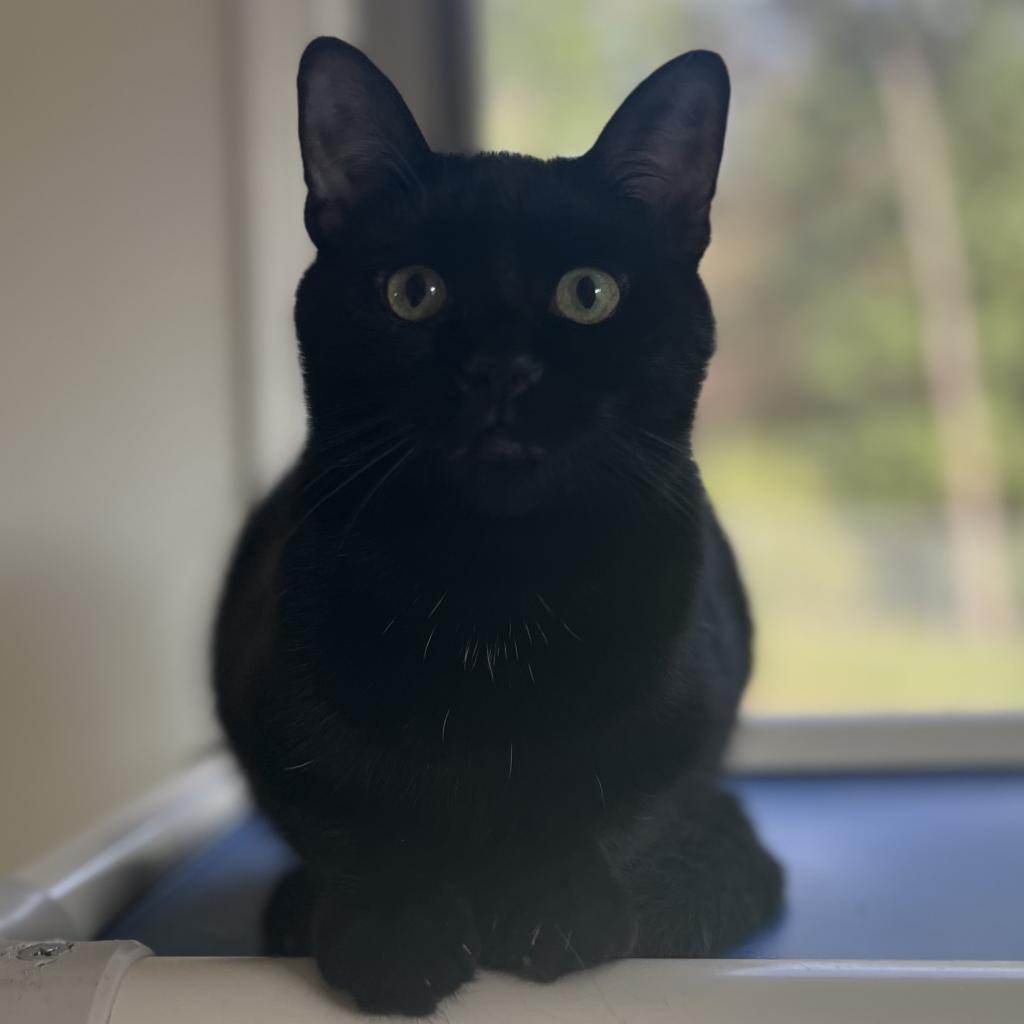 Robinson, an adoptable Domestic Short Hair in Harrisville, WV, 26362 | Photo Image 1