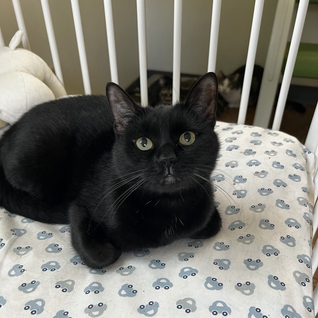 Robinson, an adoptable Domestic Short Hair in Harrisville, WV, 26362 | Photo Image 1