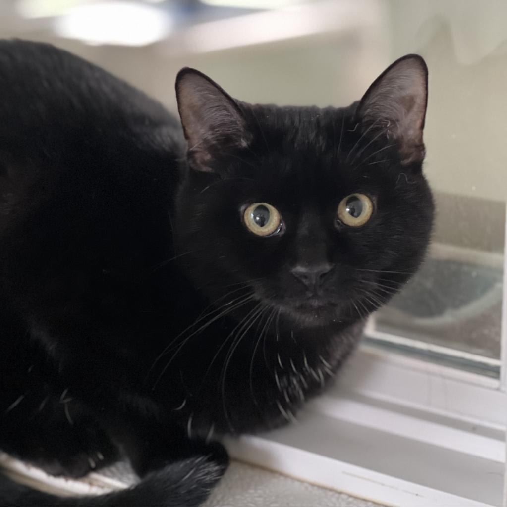 Robinson, an adoptable Domestic Short Hair in Harrisville, WV, 26362 | Photo Image 3