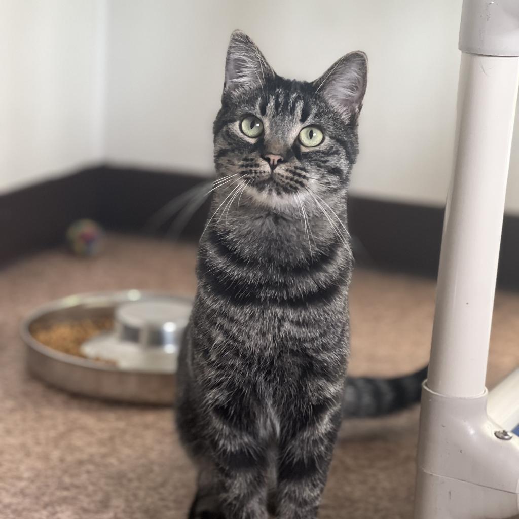 Walter, an adoptable Domestic Short Hair, Domestic Medium Hair in Harrisville, WV, 26362 | Photo Image 1