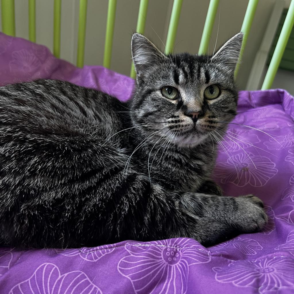 Walter, an adoptable Domestic Short Hair, Domestic Medium Hair in Harrisville, WV, 26362 | Photo Image 2