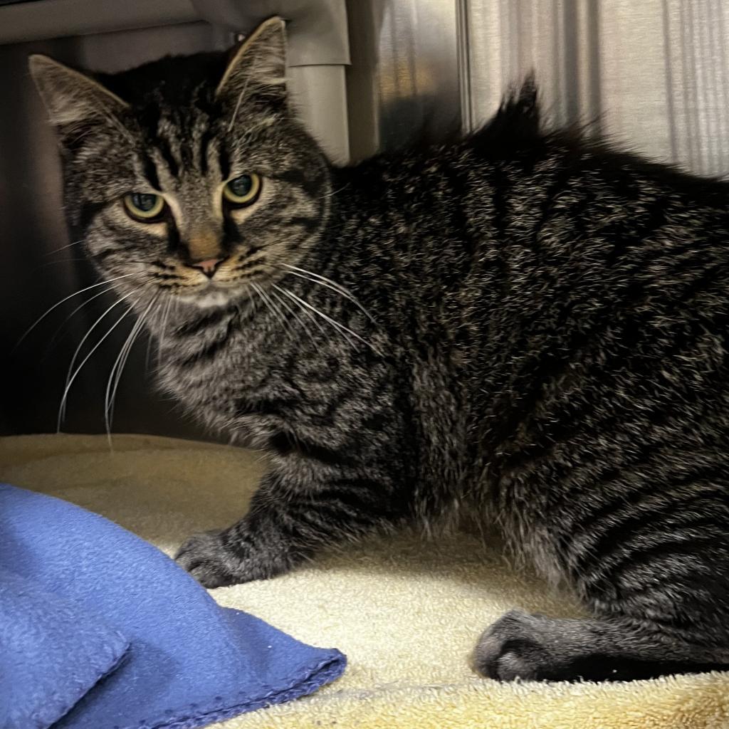Walter, an adoptable Domestic Short Hair, Domestic Medium Hair in Harrisville, WV, 26362 | Photo Image 3