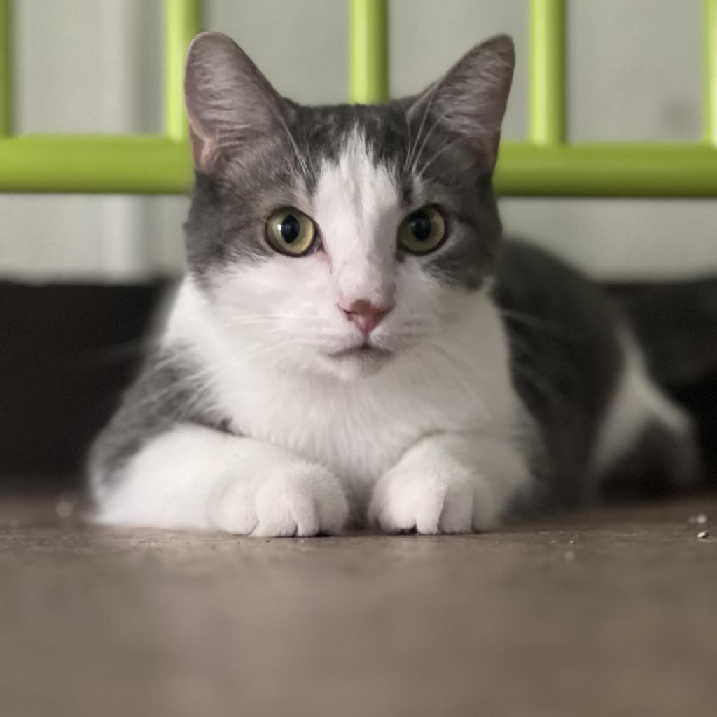 Aladdin, an adoptable Domestic Short Hair in Harrisville, WV, 26362 | Photo Image 1