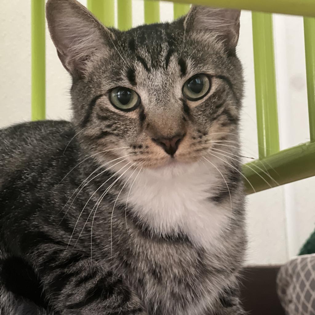Mac, an adoptable Domestic Short Hair in Harrisville, WV, 26362 | Photo Image 1