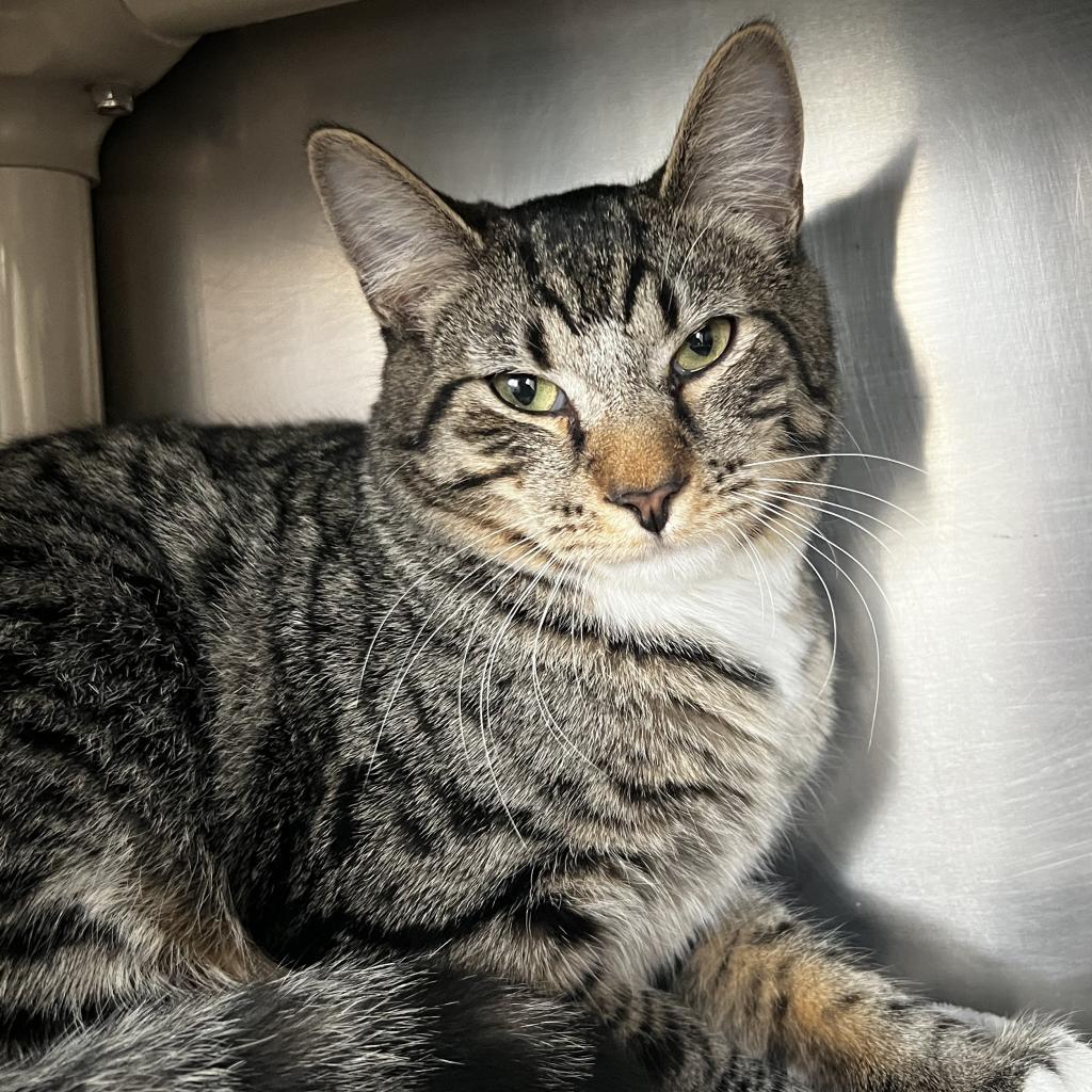 Mac, an adoptable Domestic Short Hair in Harrisville, WV, 26362 | Photo Image 2
