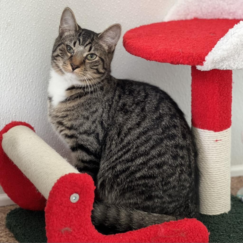 Mac, an adoptable Domestic Short Hair in Harrisville, WV, 26362 | Photo Image 3