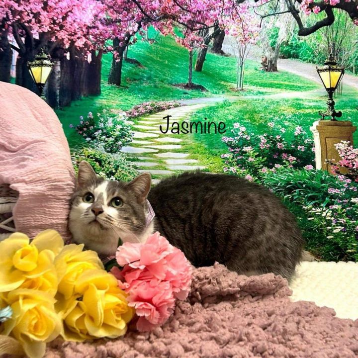 Jasmine 2