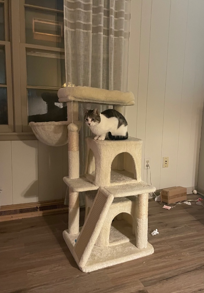 Hedwig the Owl, an adoptable Domestic Short Hair in Merriam, KS, 66202 | Photo Image 5