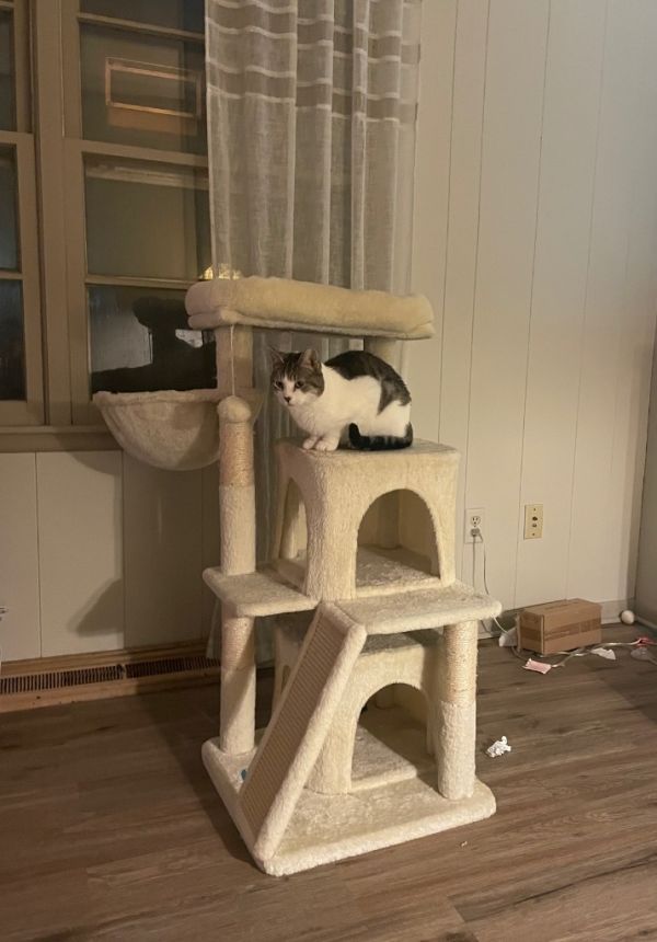 Hedwig The Owl thumbnail 5