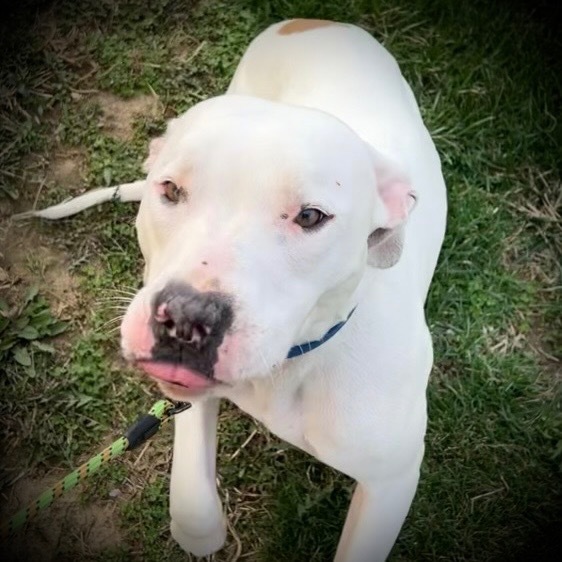 Lokie, an adoptable American Staffordshire Terrier, Mixed Breed in Pittsfield, IL, 62363 | Photo Image 1