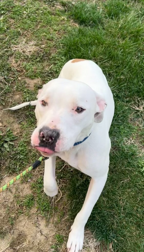 Lokie, an adoptable American Staffordshire Terrier, Mixed Breed in Pittsfield, IL, 62363 | Photo Image 2