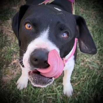 Frankie, an adoptable American Staffordshire Terrier, Mixed Breed in Pittsfield, IL, 62363 | Photo Image 1