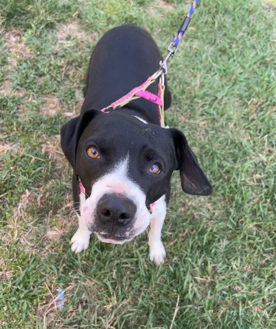 Frankie, an adoptable American Staffordshire Terrier, Mixed Breed in Pittsfield, IL, 62363 | Photo Image 2