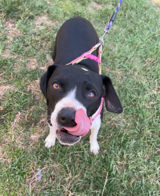 Frankie, an adoptable American Staffordshire Terrier, Mixed Breed in Pittsfield, IL, 62363 | Photo Image 3