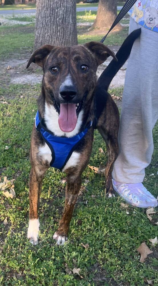 Rico #BAC-A-503, an adoptable Black Mouth Cur, Hound in Baileyville , ME, 04694 | Photo Image 2