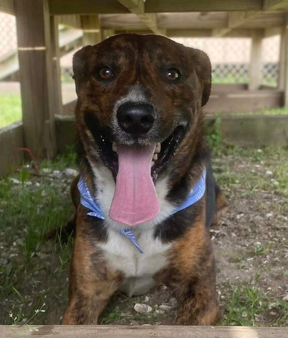 Rico #BAC-A-503, an adoptable Black Mouth Cur, Hound in Baileyville , ME, 04694 | Photo Image 4