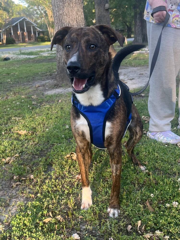 Rico #BAC-A-503, an adoptable Black Mouth Cur, Hound in Baileyville , ME, 04694 | Photo Image 6