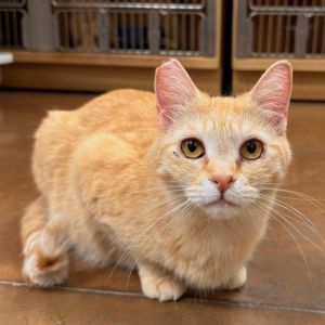 Hi Im Carina Im a beautiful orange kitty whos been waiting for my forever family Im a social 